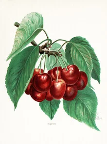 Vintage illustration of cherries featuring delicate details and soft colors