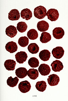 Vintage Nature Graphics, Vintage Illustration Himbeeren 2 (Deutschland, Europa)