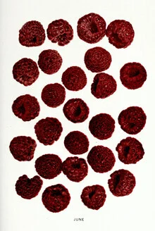Vintage illustration of raspberries: detailed depiction with soft colors