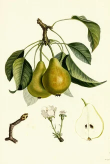 Illustration by Vintage Nature Graphics: stylish depiction of pears in soft colors.