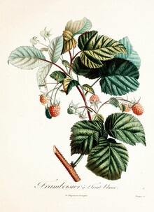 Vintage Nature Graphics, Vintage Illustration Himbeeren 4 (Deutschland, Europa)