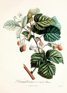 Illustration of raspberries in soft colors, showcasing botanical details.