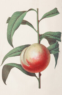 Vintage Nature Graphics, Vintage Illustration Pfirsich (Deutschland, Europa)