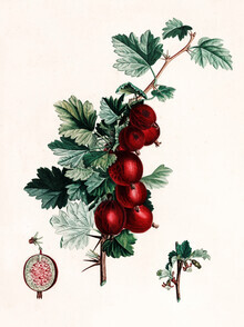 Vintage Nature Graphics, Vintage Illustration Stachelbeeren 5 (Deutschland, Europa)