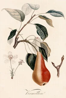 Wall art featuring a vintage illustration of pears in soft green tones.