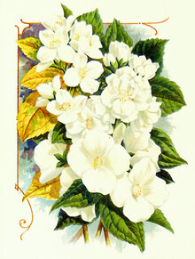 Vintage Nature Graphics, Vintage Illustration Apfelblüte (Deutschland, Europa)