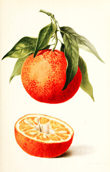 Vintage Nature Graphics, Vintage Illustration Orange (Deutschland, Europa)