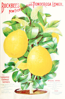 Vintage Nature Graphics, Buckbee's New Everbearing Ponderosa Lemon (Deutschland, Europa)