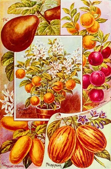Illustration of fruit trees and bushes in soft colors with detailed representation.