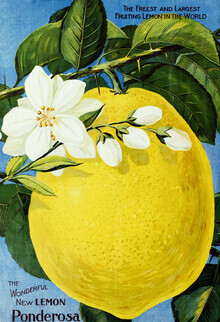 Vintage Nature Graphics, The Wonderful New Lemon Ponderosa (Deutschland, Europa)
