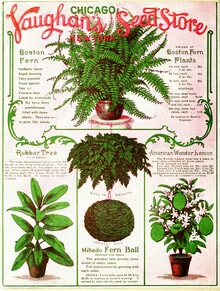 Illustration by Vintage Nature Graphics: botanical details in soft colors