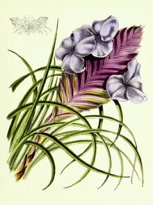 Vintage Nature Graphics, Vintage Illustration Tillandsia 4 (Deutschland, Europa)
