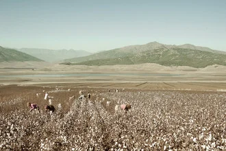 Photo art by Saskia Gaulke: cotton harvest in a pastel-colored landscape