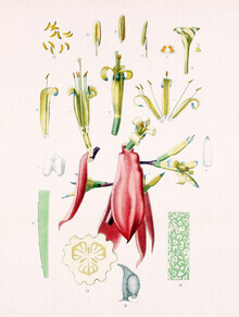 Vintage Nature Graphics, Billbergia Amoena (Deutschland, Europa)
