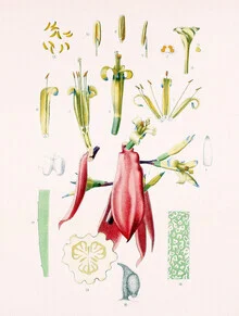 Illustration by Vintage Nature Graphics: stylized depiction of a Billbergia Amoena plant