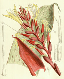 Vintage Nature Graphics, Tillandsia Blokii (Deutschland, Europa)
