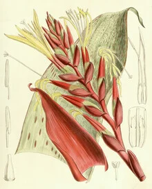 Illustration by Vintage Nature Graphics: lovely Tillandsia Blokii plant.