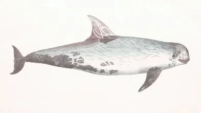 Illustration of a whale, soft colors and vibrant details in a vintage style.