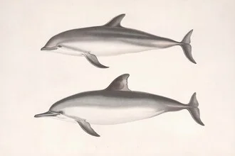 Illustration of dolphins in a calm, nostalgic style