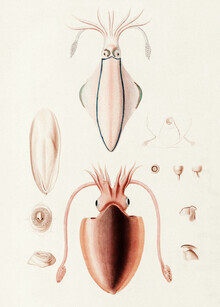 Vintage Nature Graphics, Vintage illustration sepia - Germany, Europe)