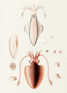 Vintage illustration of an octopus in sepia, rich in detail and nostalgic.