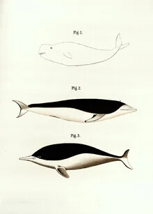 Illustration of whales in soft colors, depicting a calm underwater world.