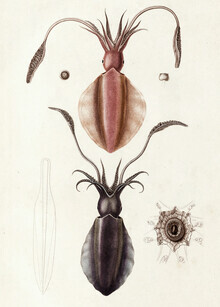 Vintage Nature Graphics, Vintage Illustration sepioteuthe austral / sepioteuthe de maurice - Germany, Europe)