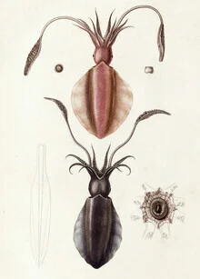Illustration von Vintage Nature Graphics: sepiafarbener Tintenfisch unter Wasser