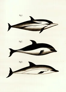 Wall art featuring dolphin illustrations in soft colors and a calm atmosphere