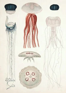 Vintage-Illustration verschiedener Quallenarten in sanften Farben