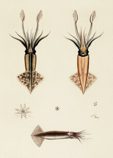 Vintage Nature Graphics, Vintage Illustration Onychoteuthis Rutilus / Onychoteuthis Brevimanus (Deutschland, Europa)