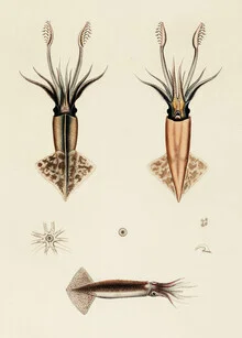 Vintage illustration of a squid-like creature in soft colors