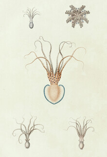 Vintage Nature Graphics, Vintage Illustration Tintenfische (Deutschland, Europa)