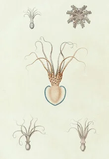 Vintage illustration of an octopus in sepia tones, gentle lines and details