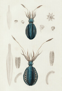 Vintage Nature Graphics, Sepioteuthe de dorei / Sepioteuthe lunule - Germany, Europe)