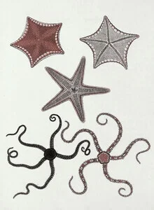 Illustration of starfish in soft colors depicting a calm underwater world.