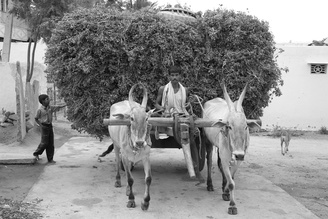 Jml Laufs, Agriculture - India, Asia)