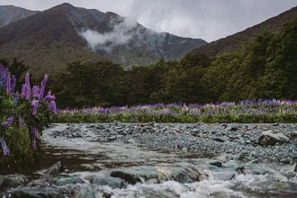 Fjord landscape in New Zealand: wild nature with mountains and river, surrounded by lupins.