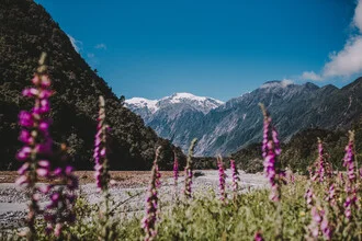 Photo art featuring purple lupines in front of Franz Josef Glacier, New Zealand
