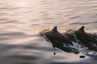 Beautiful sunset over the ocean with dolphins in the Maldives