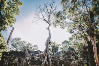 Photo art by Jessica Wiedemann: tree surrounded by a temple in Cambodia