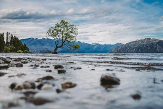 Photo art by Jessica Wiedemann: picturesque Wanaka Tree against mountain landscape in New Zealand.