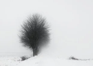 Fotokunst von Manuela Deigert: frostige Winterlandschaft mit Nebel und Bäumen.