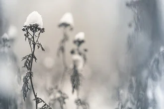 Fotokunst von Sebastian Worm: verschneite Wintervegetation in ruhiger Atmosphäre