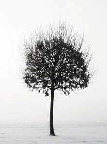 Photo art by Manuela Deigert: a solitary tree in a snowy winter landscape