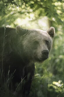 Portrait of a brown bear in nature, surrounded by trees and soft lighting.