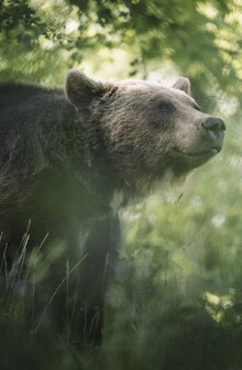 Smiling brown bear in a natural forest setting