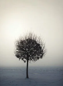 Tree illuminated by winter sun, soft colors and a calm atmosphere.