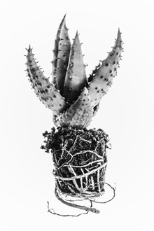 Magda Izzard, Cactus (Großbritannien, Europa)