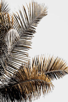 Magda Izzard, California Palm (Vereinigte Staaten, Nordamerika)